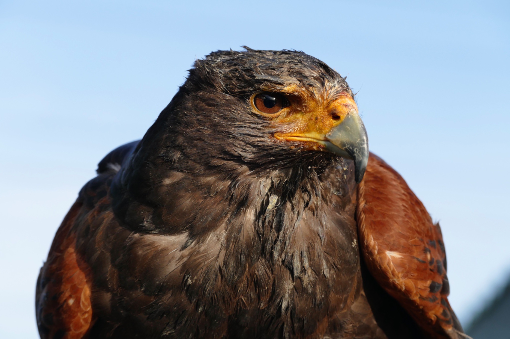 Zachęcające wieści od Skyhawk: dane z fazy 1/2 badania SKY-0515 nadal obiecująco rokują